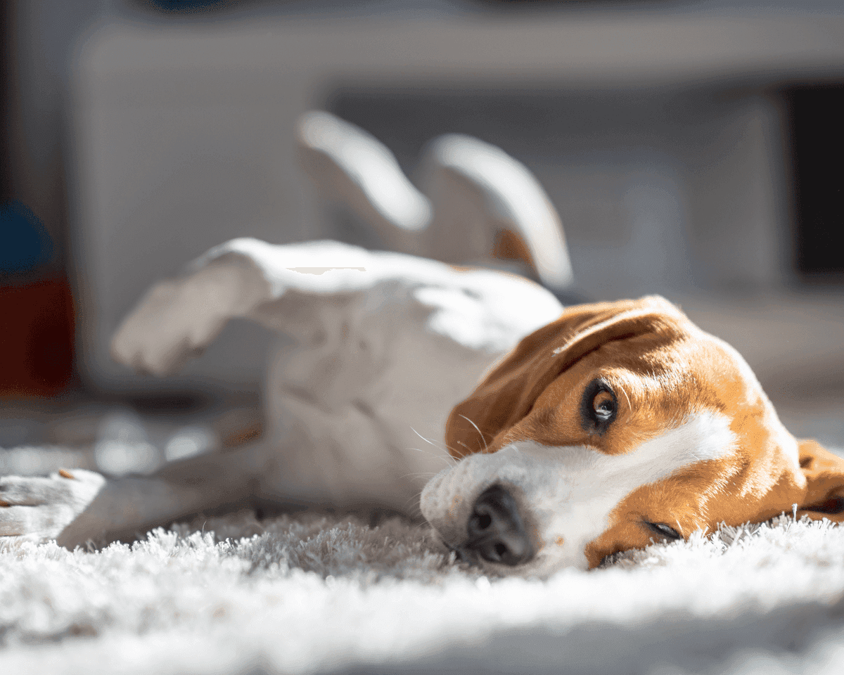 Pet Odor Removal